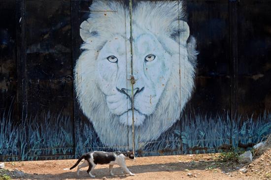 当地时间2021年5月4日，印度海得拉巴，尼赫鲁动物园8头狮子确诊感染新冠病毒。该动物园自5月初起停止对公众开放。